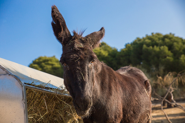 Burros