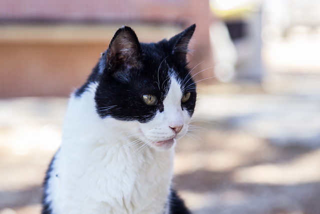 Gatos
