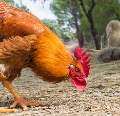 Gallinas