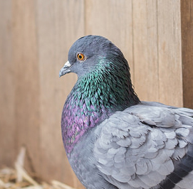 Palomas