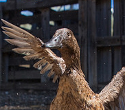 Otras aves